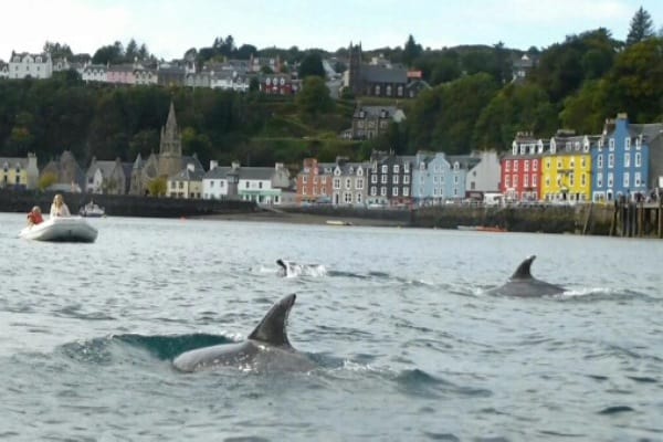 Dolphins in Tobermory Harbour