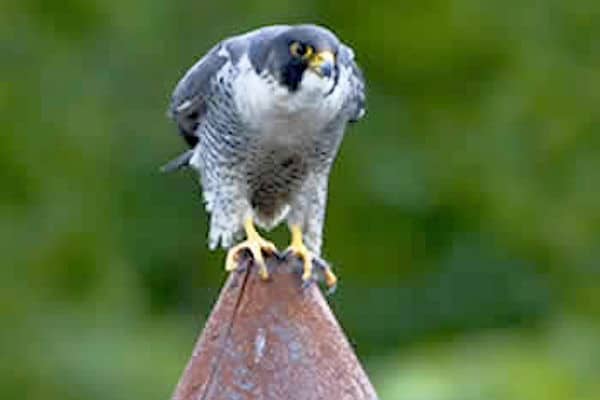 Peregrine Falcon keeping watch